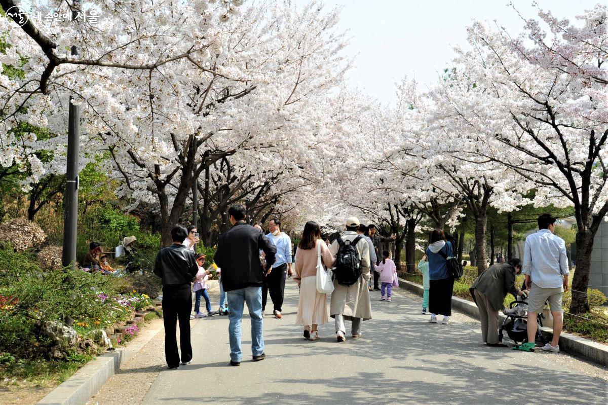 에어파크에서 동작소방서로 이동할 때는 ‘서울시 봄꽃길 171선’에 선정된 보라매공원 벚나무길을 지난다. ⓒ조수봉