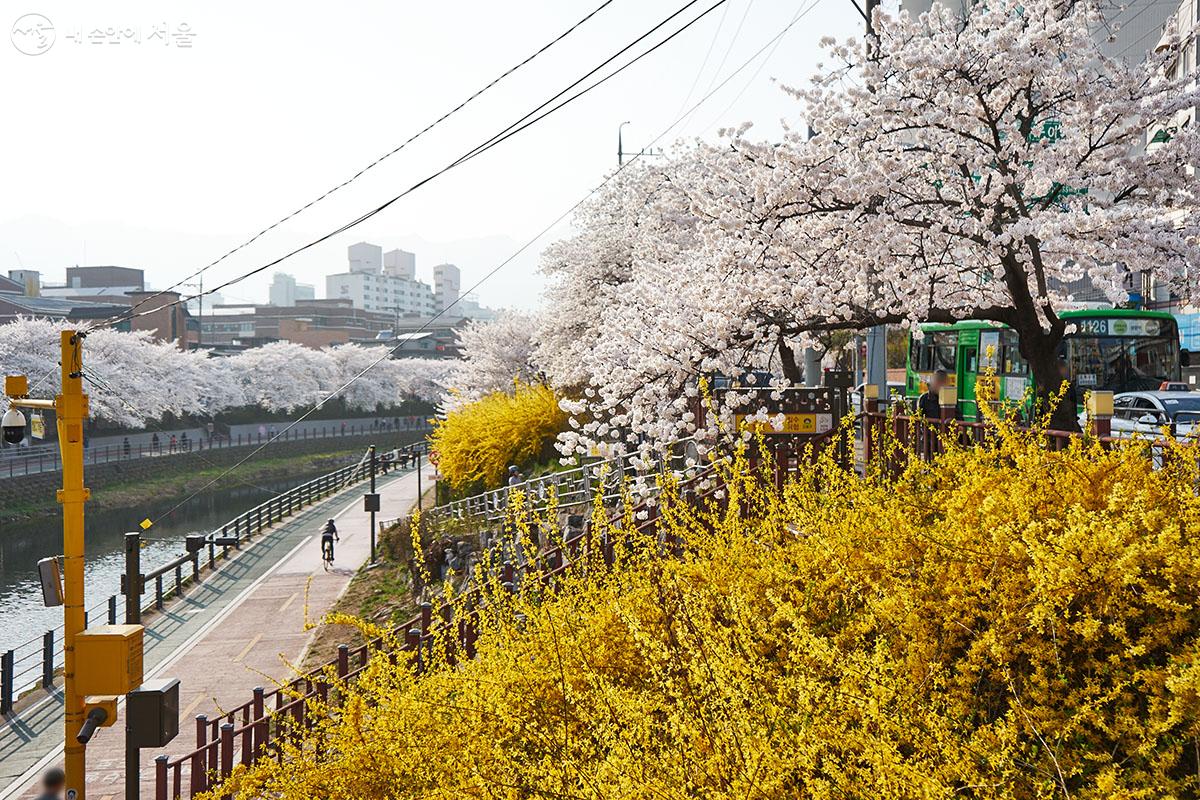 개나리와 벚꽃이 함께 만발한 보기 드문 풍경이 펼쳐졌다. ⓒ이정규