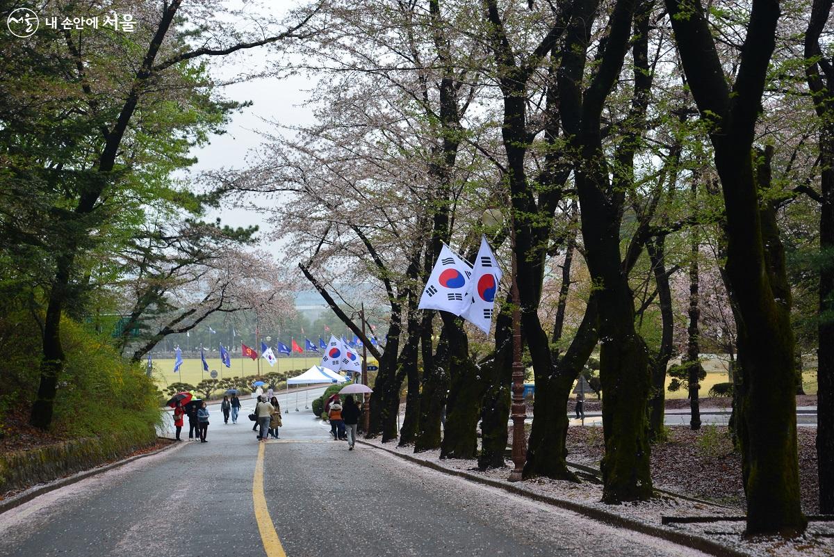 태극기가 펄럭이는 육군사관학교 벚꽃길 ©이봉덕