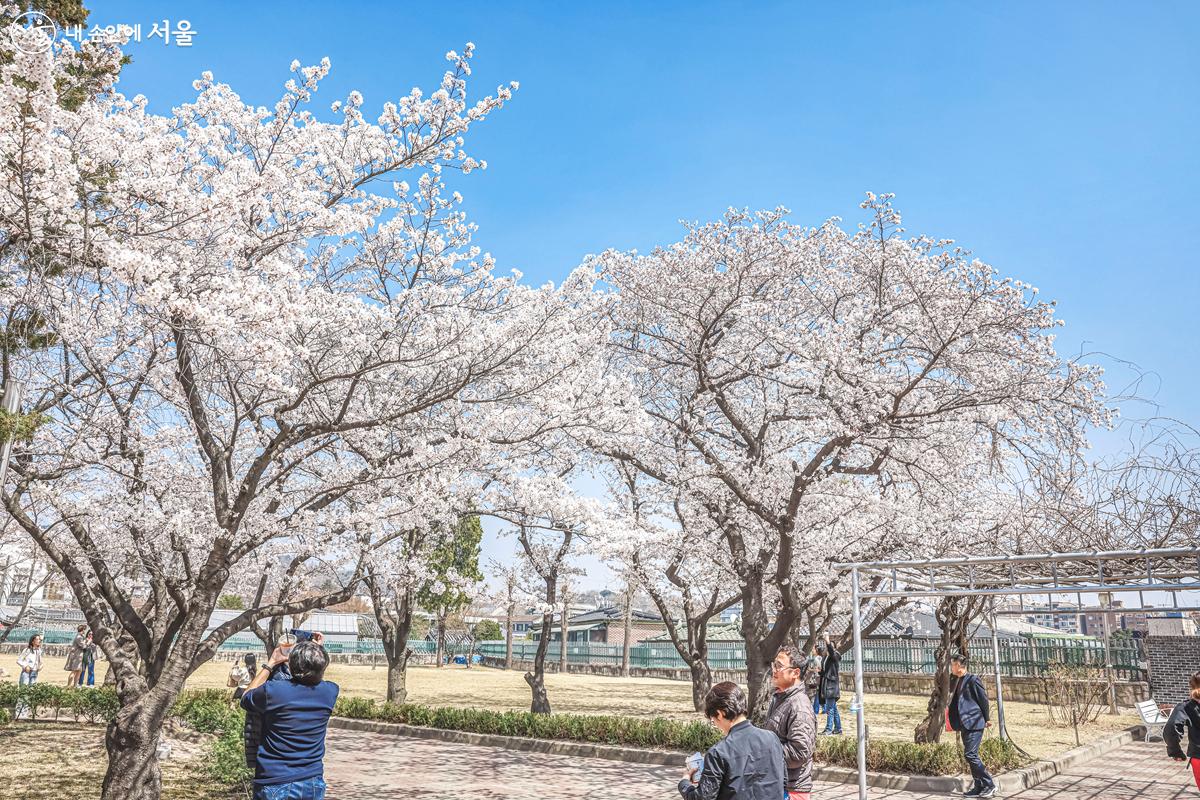 짧은 봄을 만끽하며 아름다운 벚꽃 풍경으로 사진 찍는 시민들의 모습 ©박우영