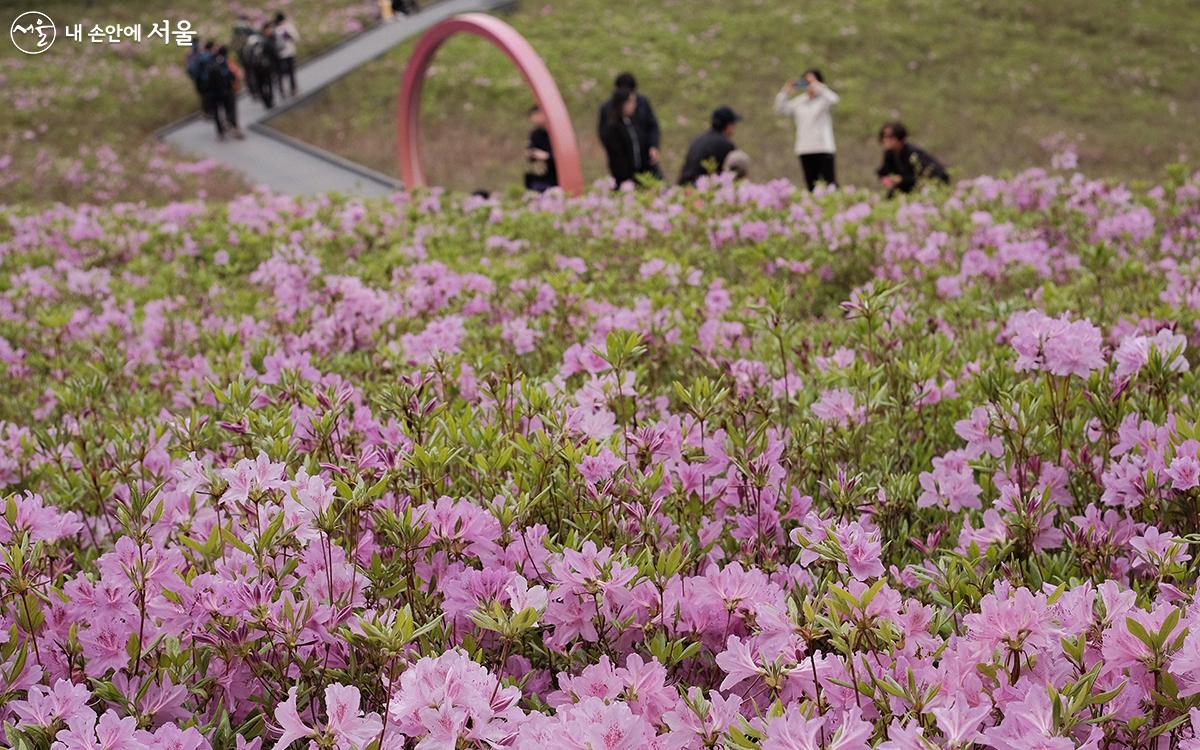 철쭉동산을 거닐며 사진과 추억을 남기는 시민들 ⓒ김아름