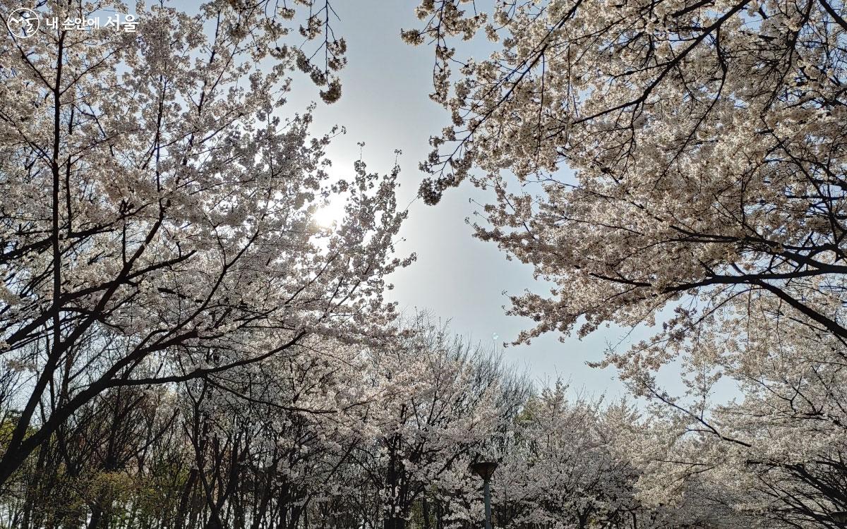 서울숲은 성수동의 벚꽃명소로 봄이면 활짝 핀 벚꽃이 장관을 이룬다. ⓒ홍혜수