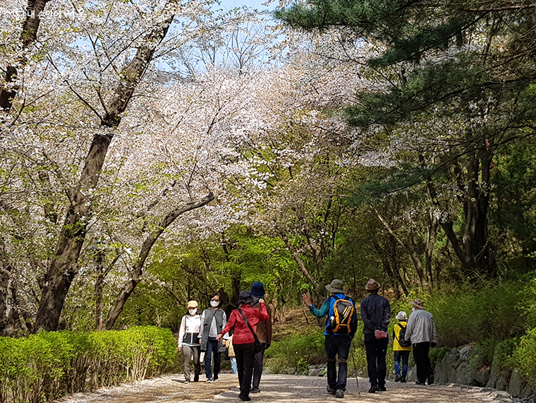 서울형 치유의 숲길 - 산림치유 프로그램(산책)