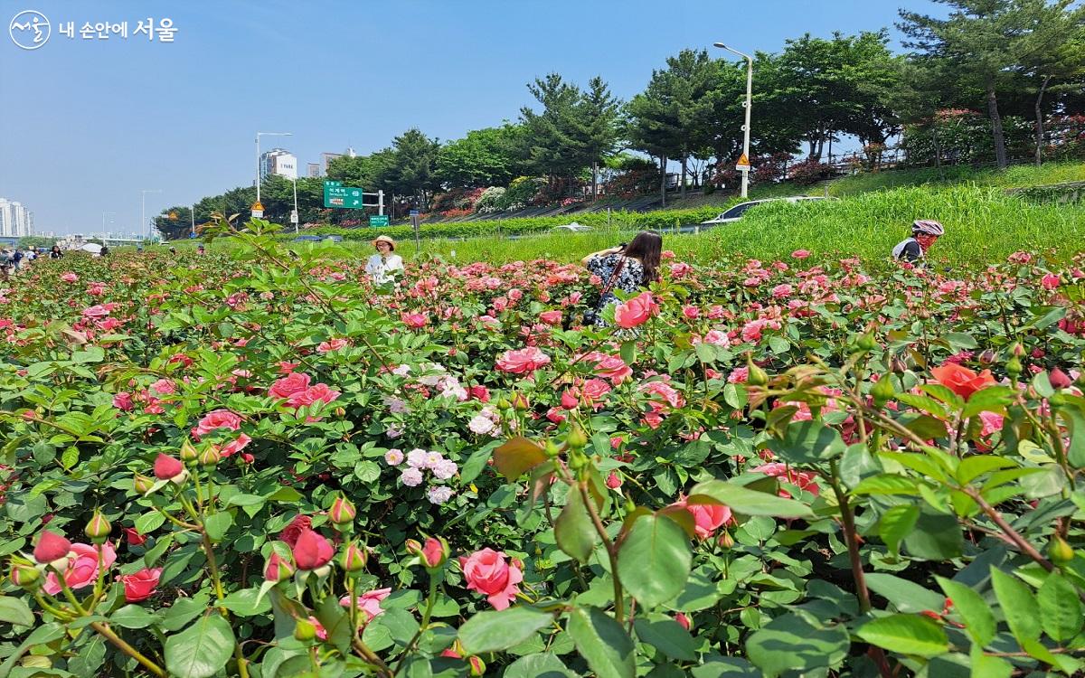 서울장미축제가 열리는 중랑장미공원의 장미꽃 물결 ⓒ홍지영