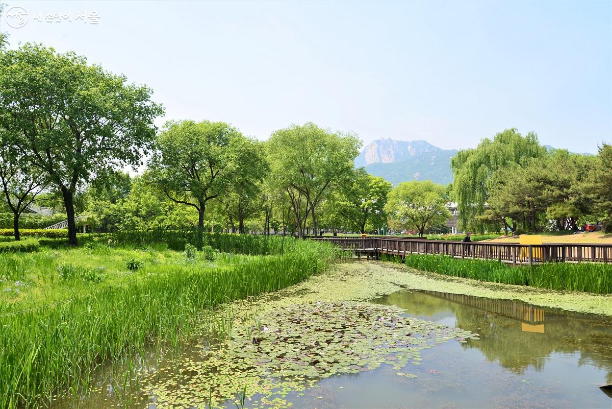 도봉산과 수락산 사이, 붓꽃이 가득한 1만 6,000여 평의 특수식물원이자 생태공원인 서울창포원 ©이봉덕