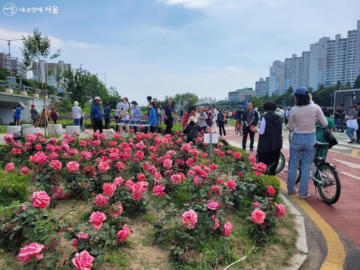 서울장미축제가 한창 진행 중이다. ⓒ강사랑