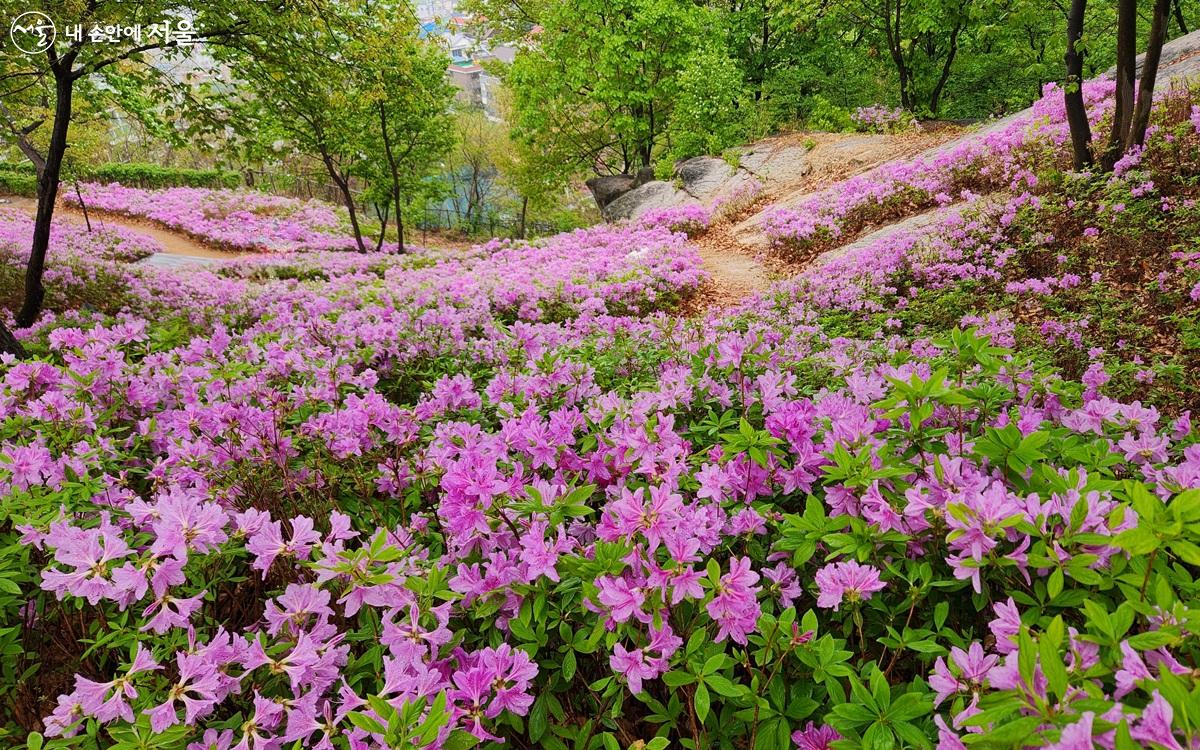 4월의 철쭉동산 풍경. 철쭉동산의 꽃을 지금은 지고 없다. ©김미선