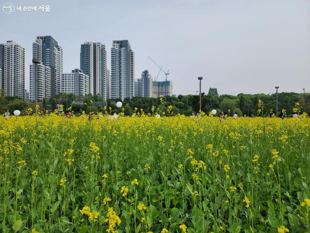 반포한강공원에서는  유채꽃을 마음껏 구경할 수 있는 축제 '유채찬란'이 진행 중이다. ⓒ김은주