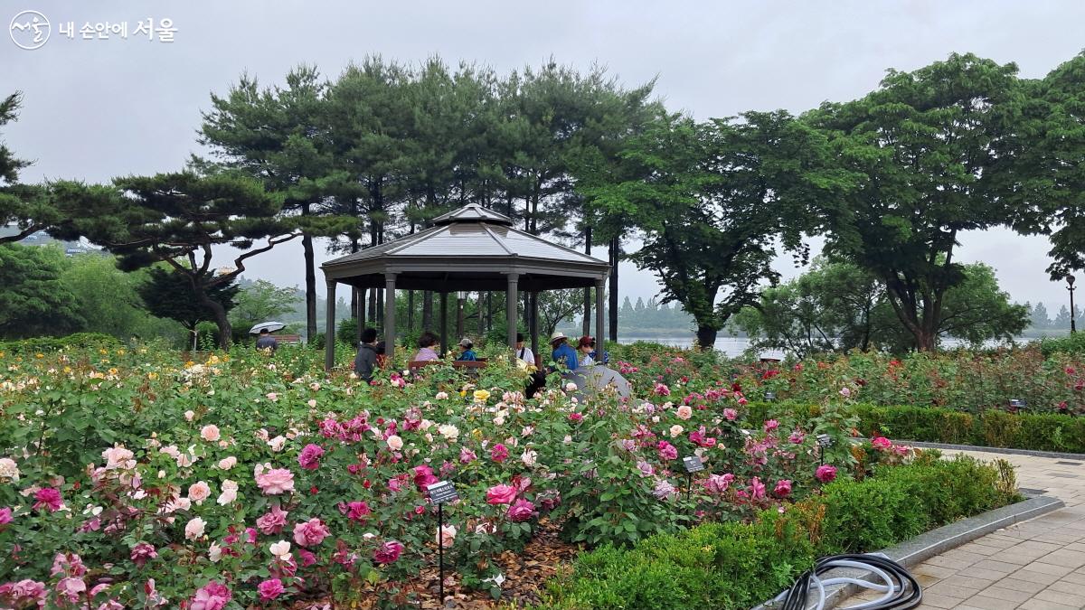 장미를 즐기던 시민들이 장미꽃 정원의 정자에서 쉬기도 했다. ©이선미