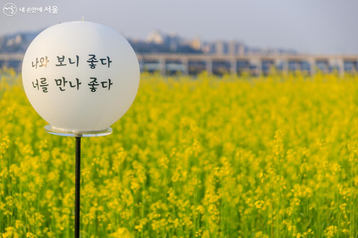 유채꽃 사이사이로 아이디어 넘치는 글귀를 담은 풍선들이 서래섬에서 처음 만난 유채꽃의 설레임을 더해 주는 듯하다.  ⓒ유서경