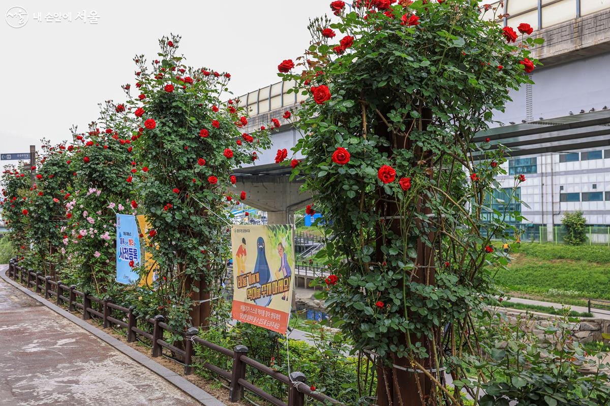 '중랑장미공원' 산책로를 따라 붉은 장미들이 가로수처럼 조성되어 있는 모습. 