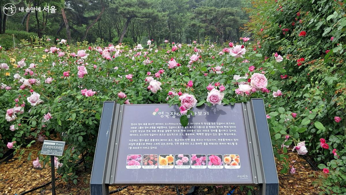 서울대공원 장미원에 피어 있는 영국 장미에 대한 소개도 찬찬이 살펴볼 수 있다. ©이선미