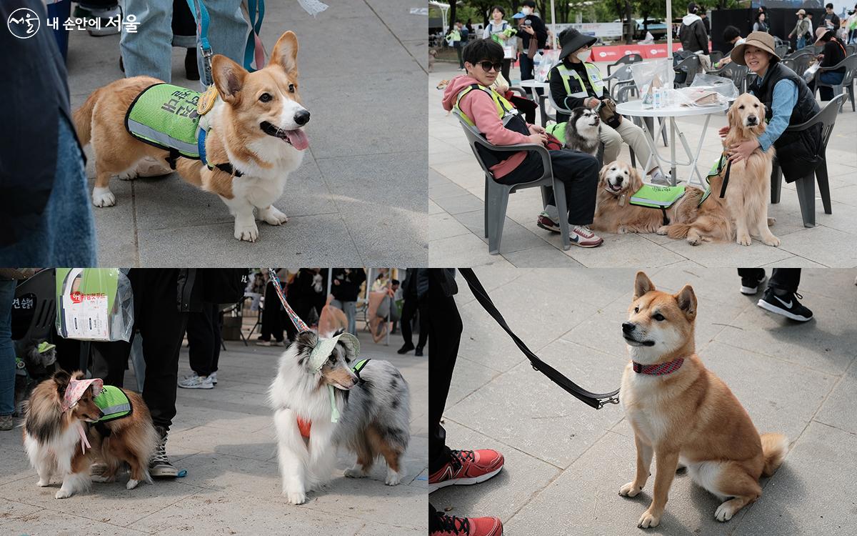 소형견부터 중·대형견까지 다양한 견종의 반려견들이 순찰대원으로 활동하고 있다. ⓒ김아름