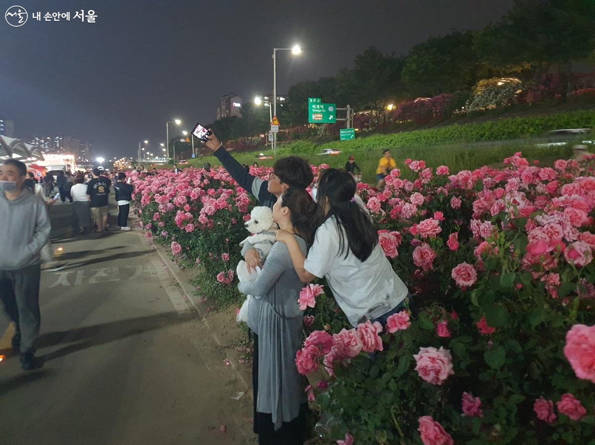 장미꽃밭에서 기념 사진 촬영하는 시민들 ©김진흥