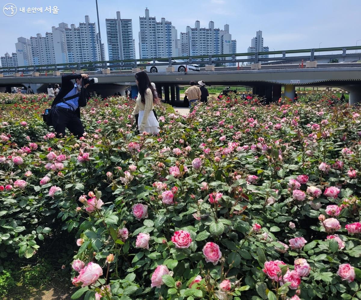 장미축제를 즐기는 시민들의 모습 ⓒ강사랑