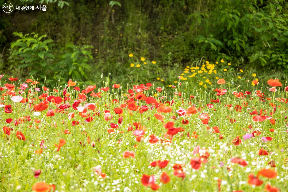 빨간 양귀비 꽃과 여름을 상징하는 예쁜 야생화들이 만개한 당현천 산책로의 화원. ⓒ임중빈
