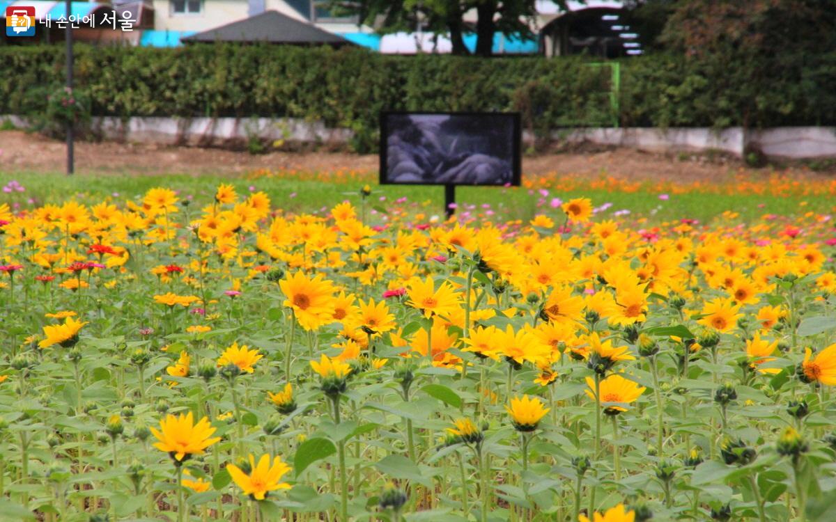 열린송현녹지광장은 지난해 개장과 함께 서울 속 꽃밭 명소가 되었다. ©엄윤주
