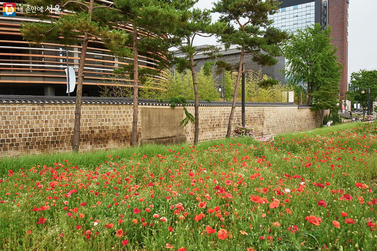 서울공예박물관의 예스러운 돌담을 따라 꽃양귀비가 흐드러지게 피어 있다. ⓒ이정규