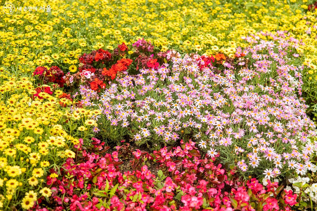 4계절 내내 정원을 유지하려는 목적으로, 각 계절을 대표하는 꽃들을 다양하게 심어놓은 것이 중요한 포인트라고 할 수 있다. ⓒ임중빈