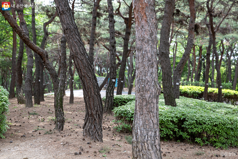 서울시는 ‘남산 제모습 찾기’ 사업으로 1994년 외인아파트를 해체하고 그 자리에 소나무 숲을 조성했다.
