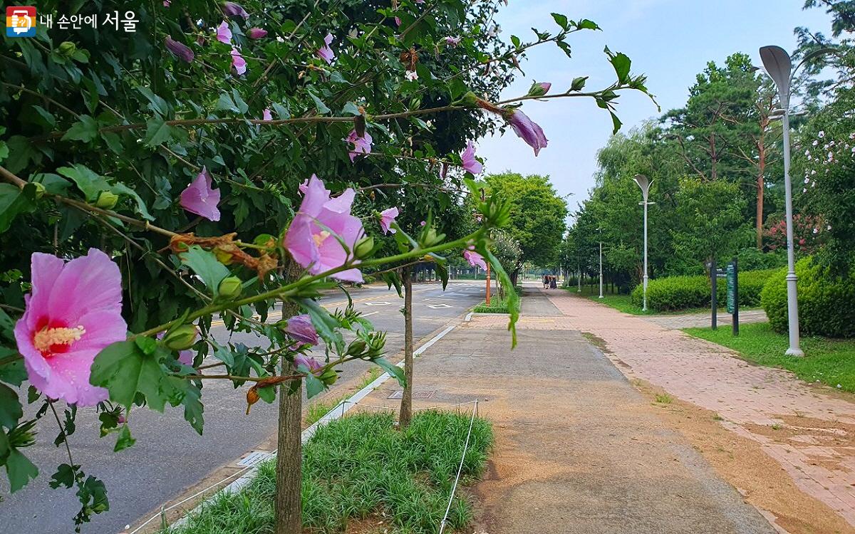 월드컵공원 난지연못 주변으로 무궁화 같은 여름 꽃들이 곳곳에 한아름 피어 있고, 매미 소리와 함께 녹음도 짙게 드리워져 있다. ©엄윤주