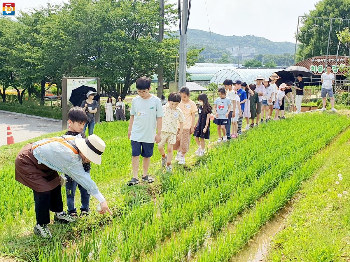 참가자들이 다랭이논에서 벼와 물에 사는 다양한 생물을 관찰하고 있다. ⓒ방금숙