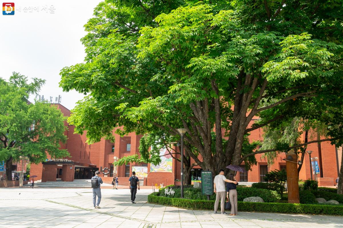 옛 서울대학교 자리에 위치한 마로니에 나무 ©이병문