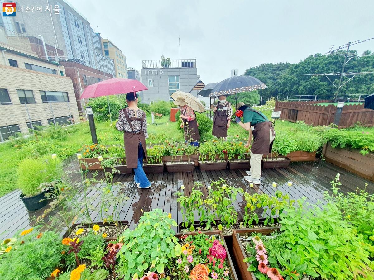 강남구치매안심센터 옥상 정원에서 매주 화요일 '가드닝 치매예방 프로그램'이 진행 중이다. ©방금숙