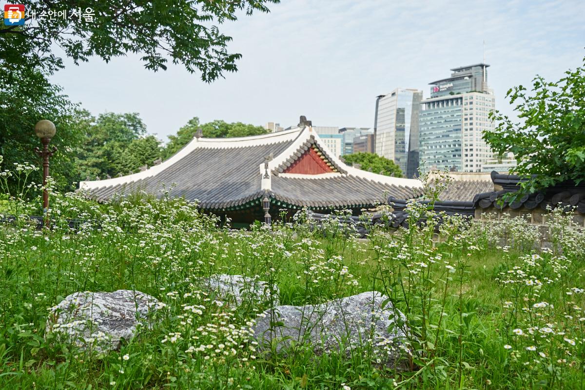 경희궁 바깥 둘레에는 멋진 산책길이 있다. 흐드러지게 핀 개망초 꽃 너머 경희궁 전각이 보인다. ⓒ이정규