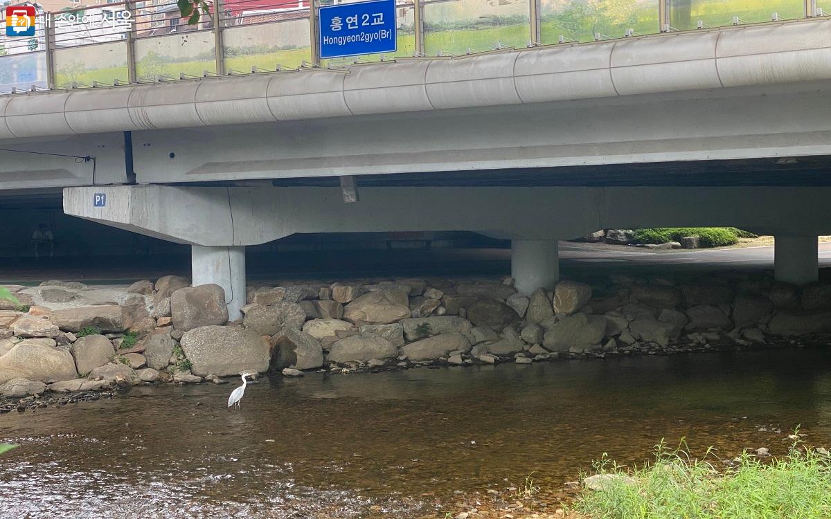 따릉이를 타고 가좌역에서 출발하여 홍연2교를 지나가다 왜가리를 만났다. ©강다영