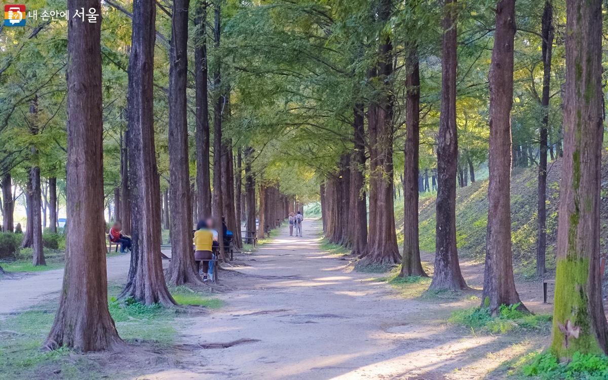 하늘공원 메타쉐콰이어 숲길 ⓒ강중원