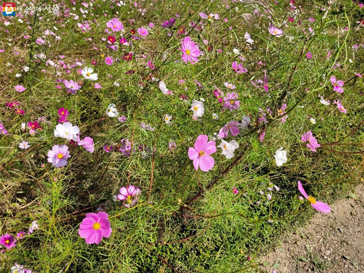 가을의 전령 코스모스도 눈길을 사로잡는다. Ⓒ강사랑