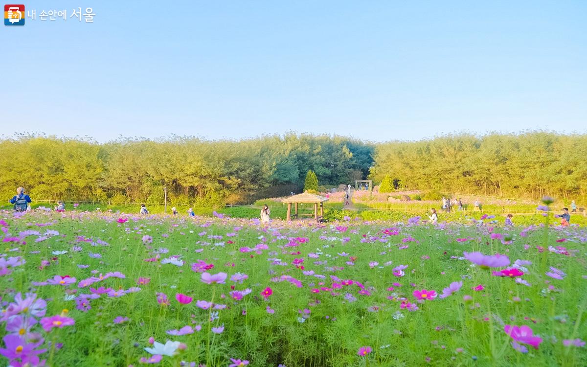 매년 핑크뮬리가 핀 자리에는 올해 코스모스가 장관이다. ⓒ강중원