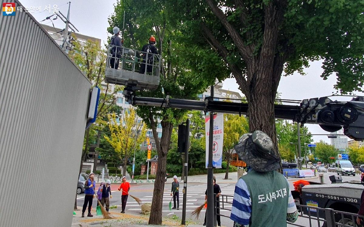 서울시는 은행 열매 악취로 인한 시민 불편을 최소화하기 위해 은행 조기 채취 작업에 들어갔다. ©엄윤주 