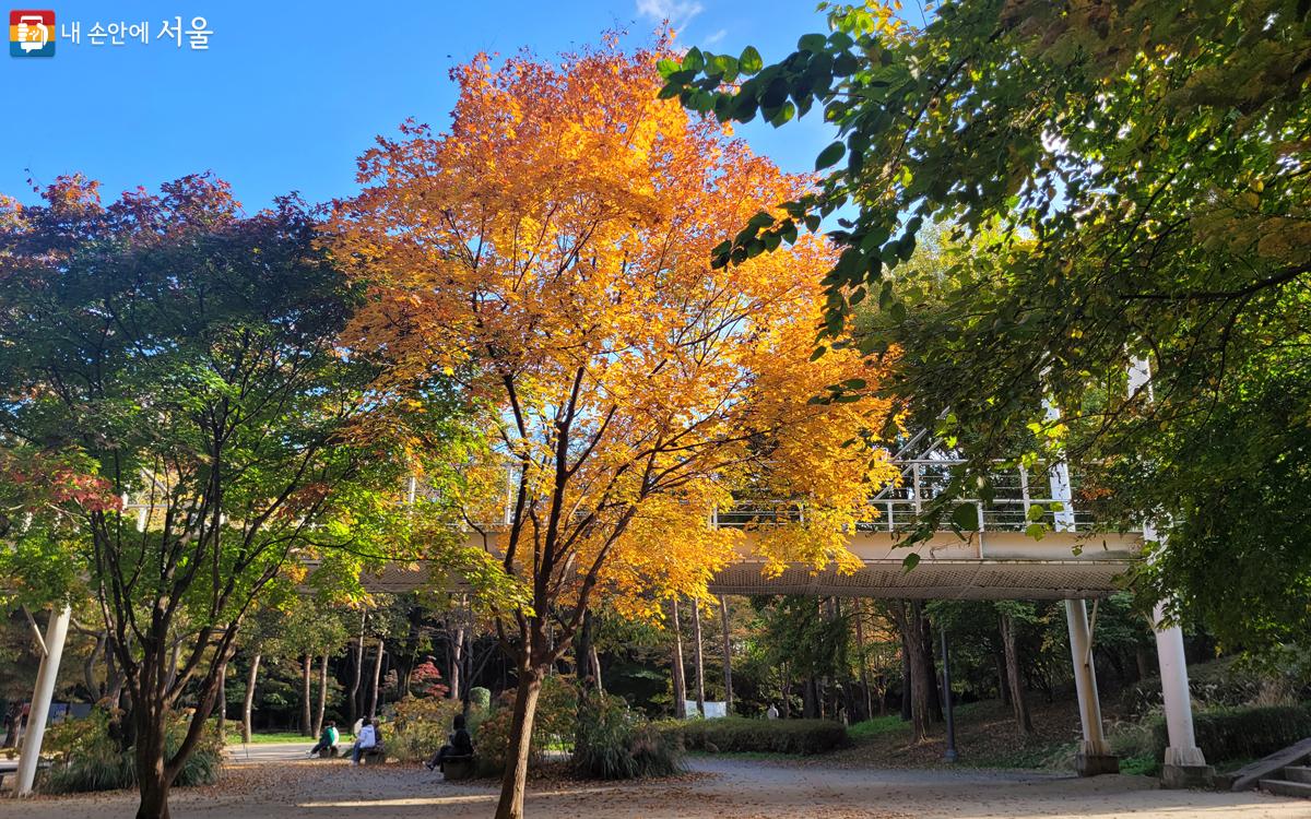 완전히 빨갛게 물들기 직전의 주황빛 단풍이 곧 다가올 절정에 대한 기대감을 더욱 높여준다. ©이상미