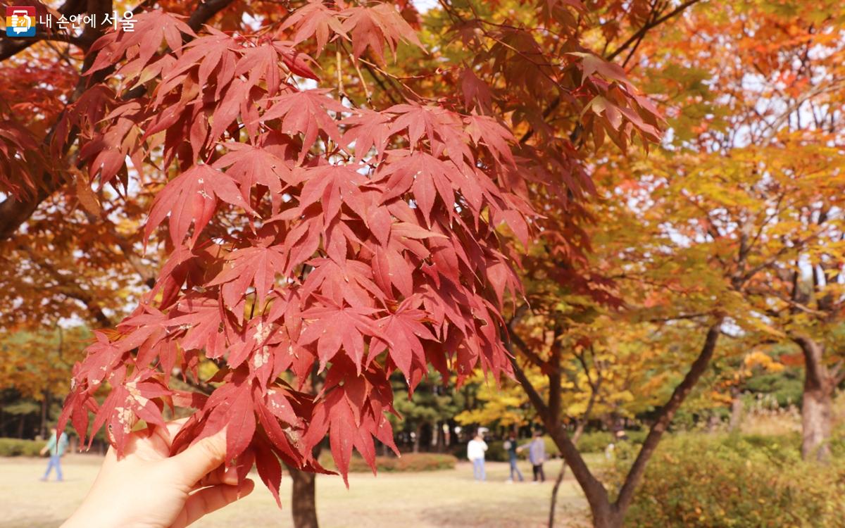 곱게 물든 단풍잎을 보노라면 마음도 붉게 물드는 것 같다. Ⓒ강사랑