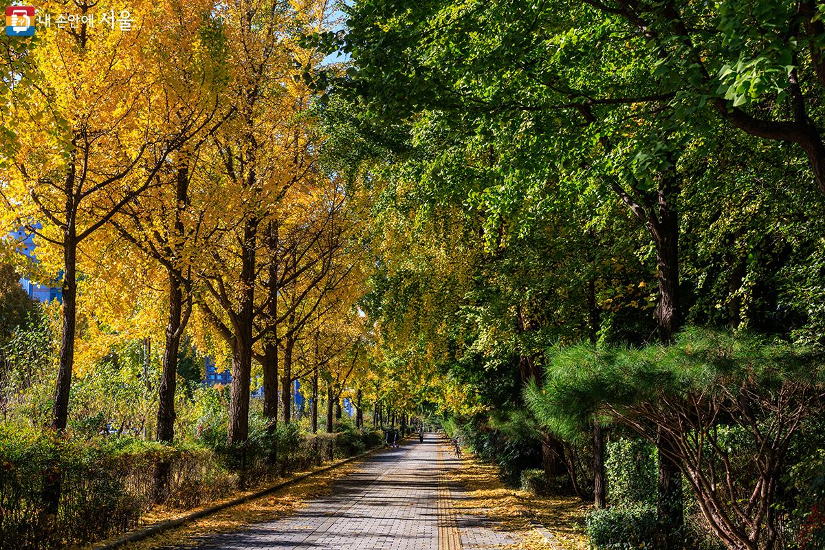 '서울 단풍길 99선'에 포함된 올림픽공원 위례성길에 가을 단풍이 듬뿍 담겨 있다. ⓒ유서경