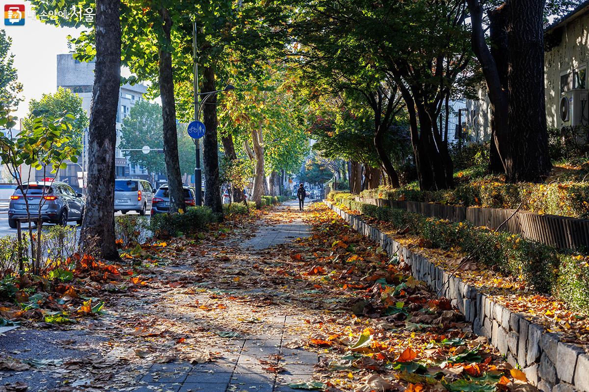 서울어린이대공원 광나루로 나무는 아직 푸릇푸릇하지만 바닥에는 가을이 풍경이 가득하다. ⓒ유서경