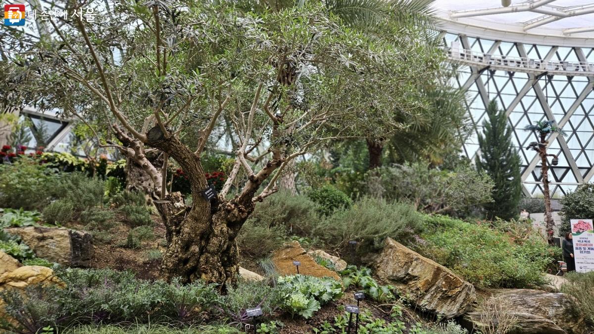 서울식물원에는 오래된 올리브나무도 자란다. ⓒ이선미 