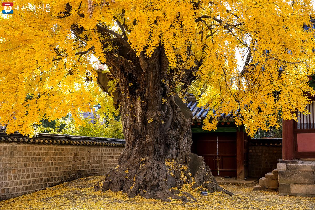 대성전으로 들어오는 '신삼문'의 서쪽에 위치한 은행나무 전경. 아름드리 나무 아래 노란 은행잎이 쌓인 풍경이 아름답다. ⓒ박우영