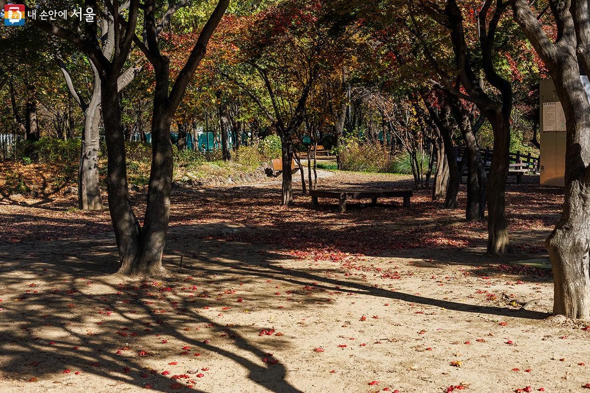 서울숲 잔디마당 한켠에는 울긋불긋 가을 분위기를 느낄 수있는 곳도 있었다. ⓒ유서경
