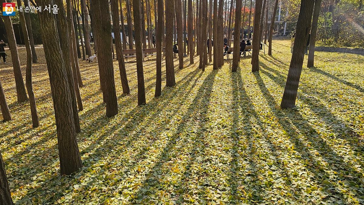 서울숲 은행나무숲에는 아직 가을이 한창이다. ©최용수 