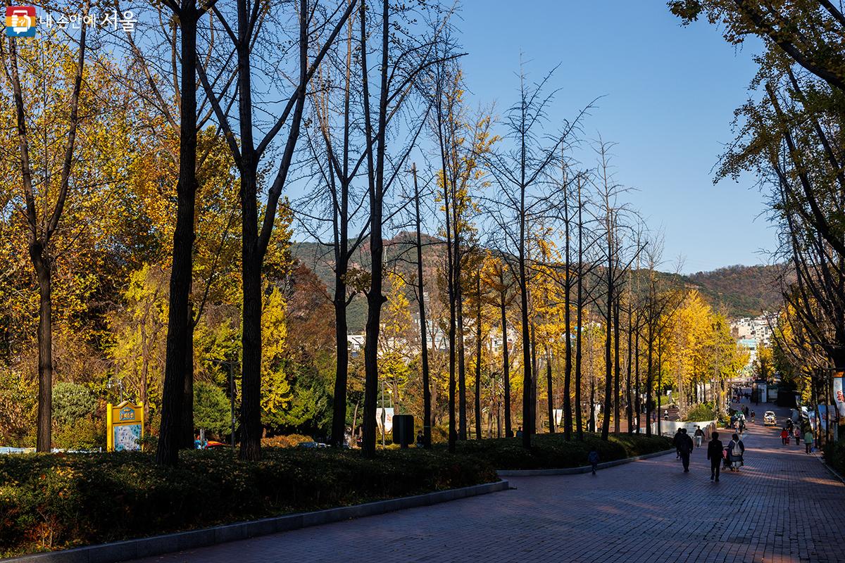 서울어린이대공원 은행나무잎들이 전에 내린 비로 인해 많이 떨어져 있다. ⓒ유서경