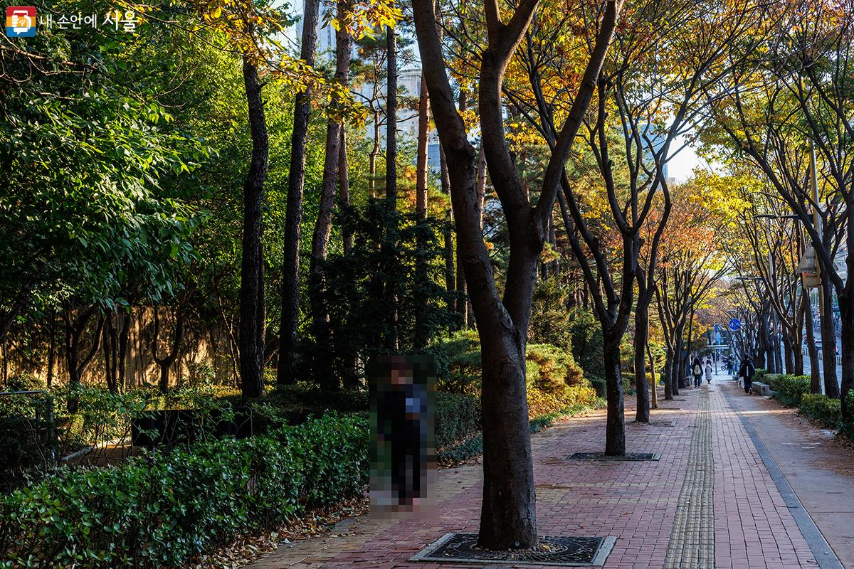 서울어린이대공원 광나루로에 가을이 물들어 가는 모습 ⓒ유서경
