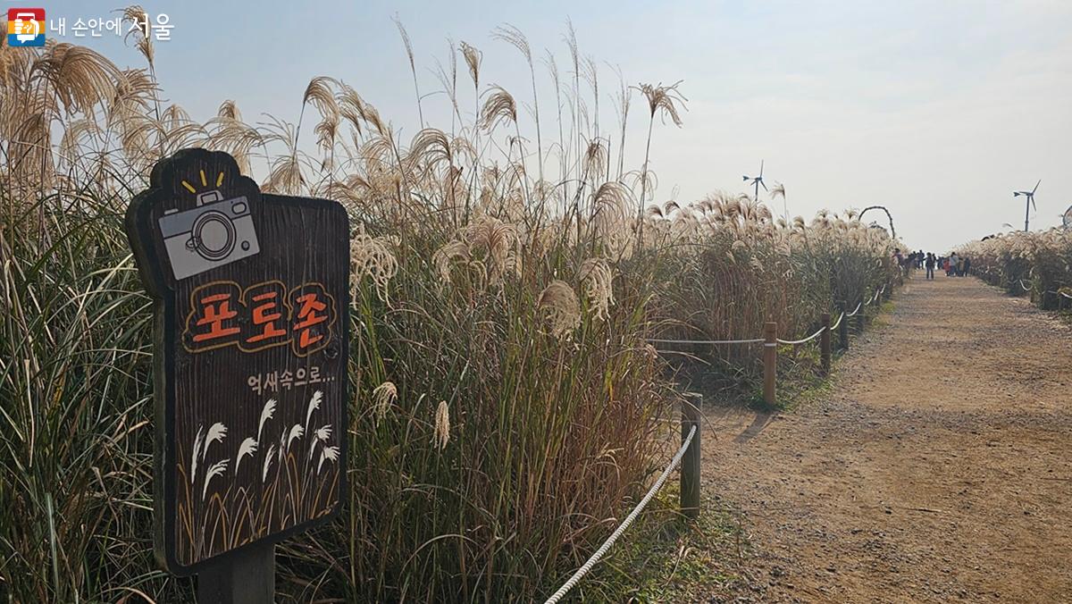 억새숲 곳곳에 마련된 포토존 ©최용수