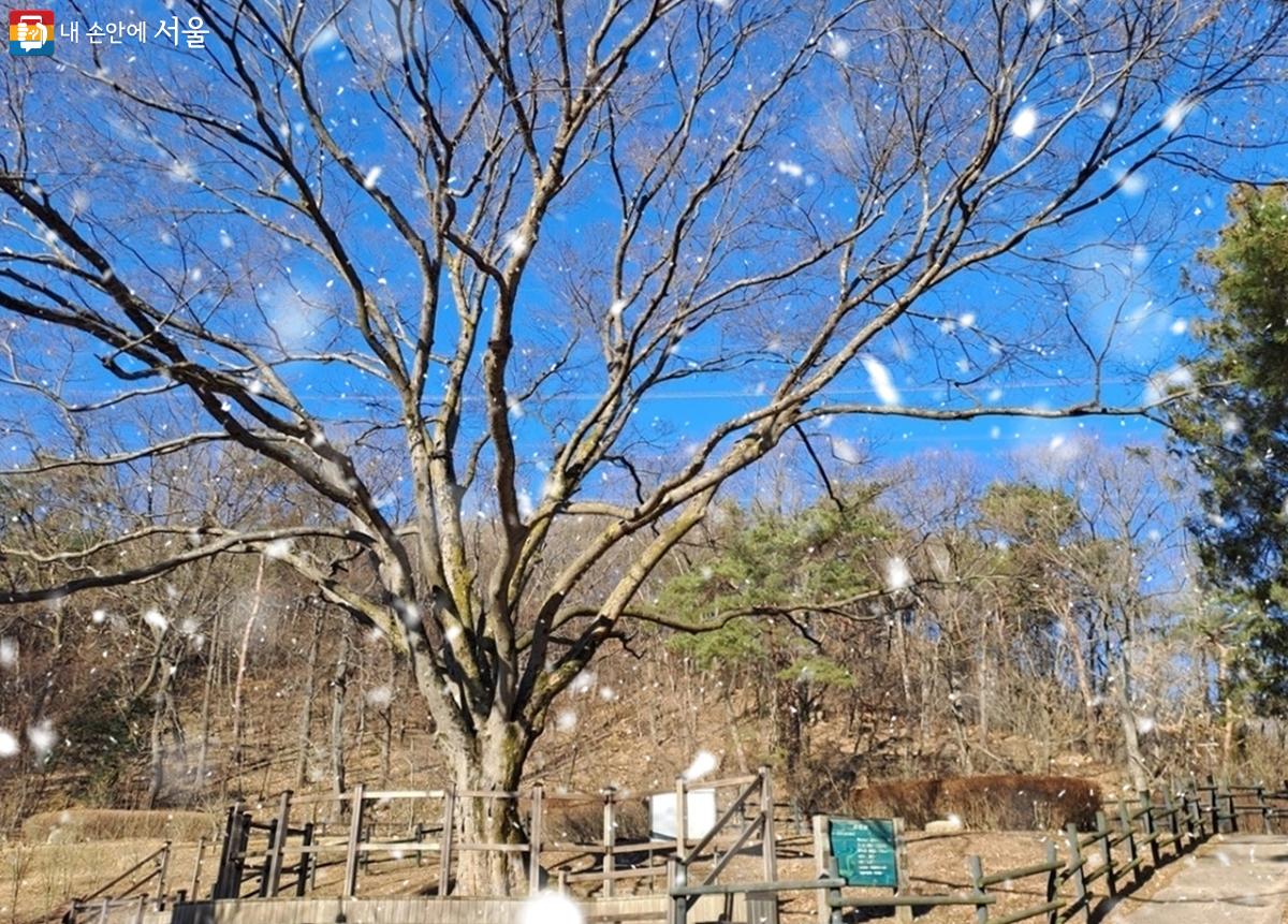 여러 느티나무가 반기는 한옥마을 마실길 근린공원 ©김종성 