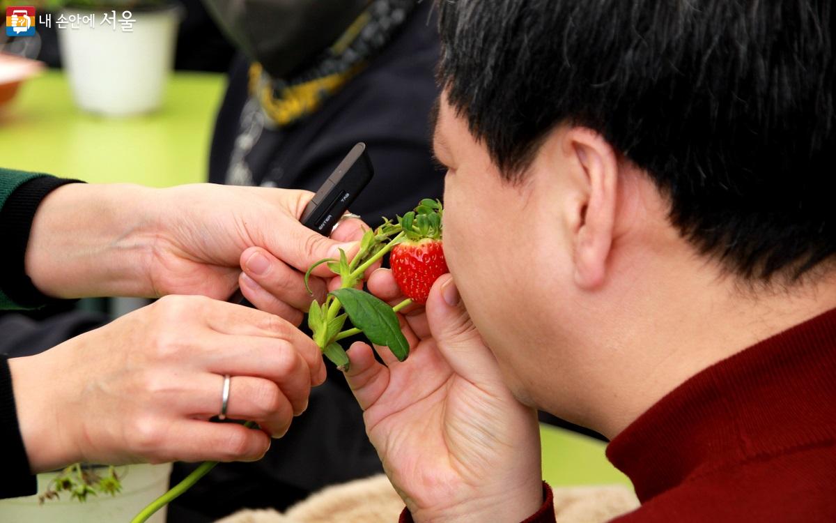 직접 수확한 딸기로 오감체험 중인 참가자 ©엄윤주 