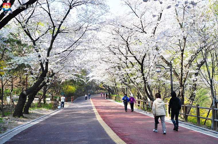 벚꽃이 핀 남산공원 산책로
