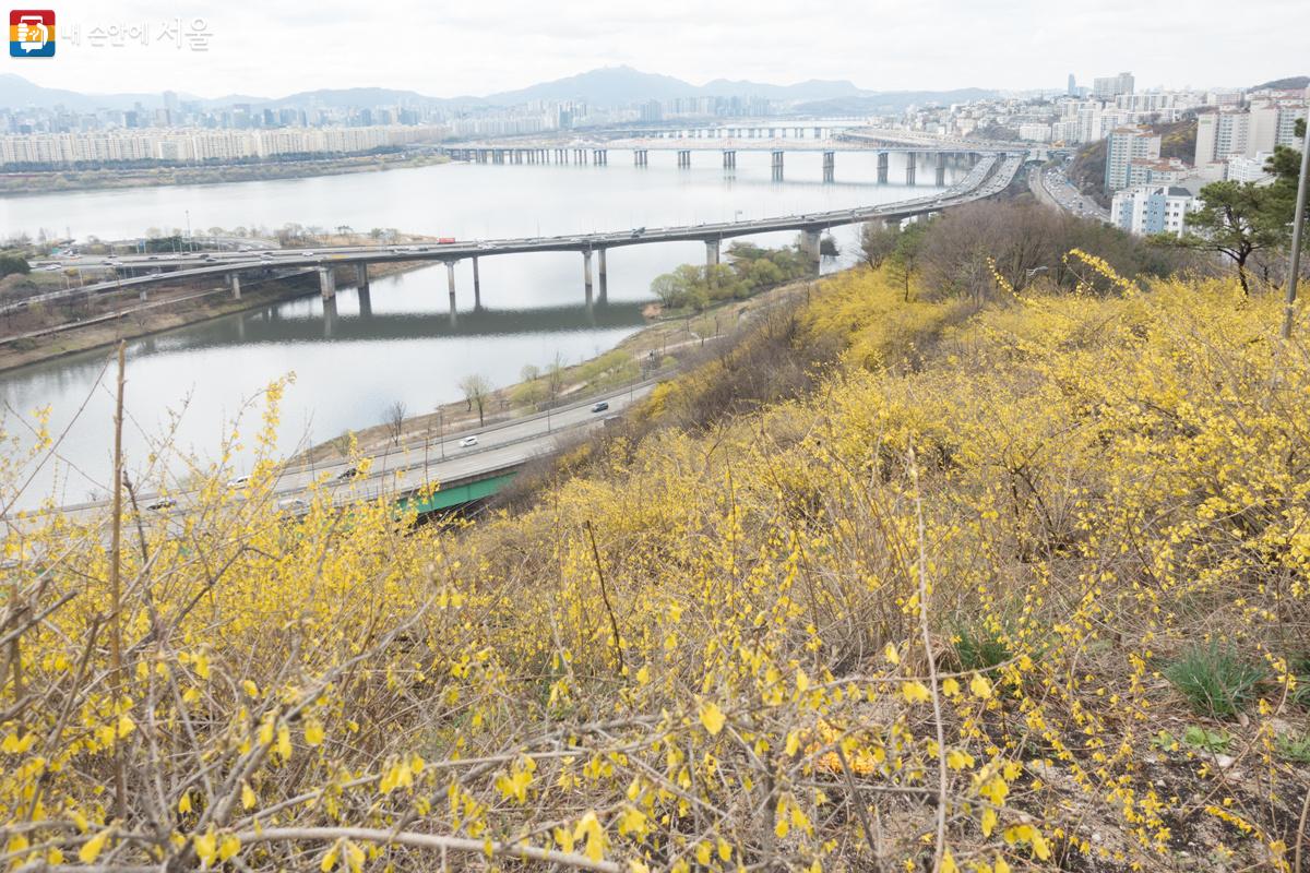 응봉산 팔각정에서 서울숲으로 내려가는 방향의 개나리와 중랑천, 한강 Ⓒ김인수