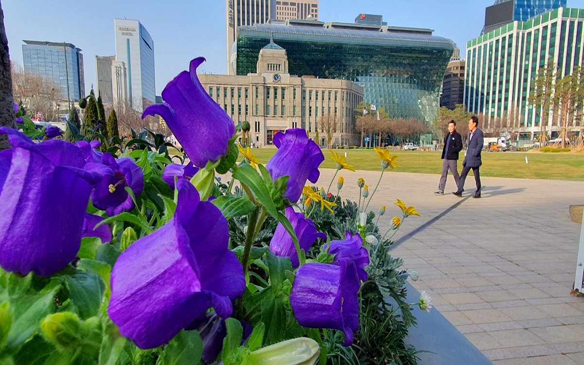 서울 봄꽃길, 매력가든, 동행가든 어디? 곳곳마다 봄꽃 내음 가득! 